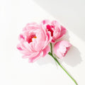 Peony bouquet watercolor painting